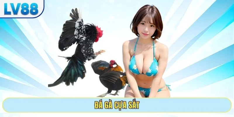 đá gà cựa sắt