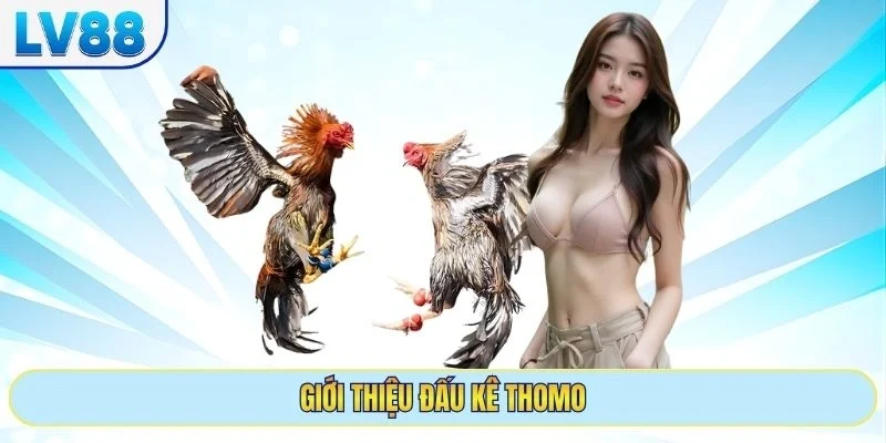Giới thiệu đấu kê thomo