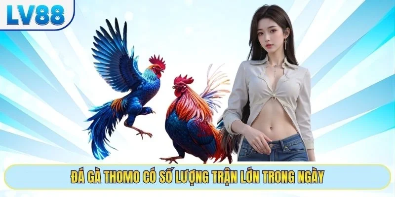 Đá gà thomo có số lượng trận lớn trong ngày