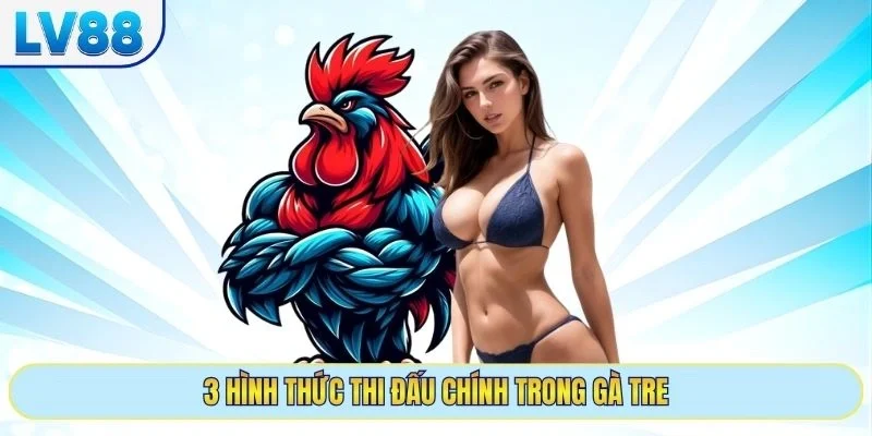 3 hình thức thi đấu chính trong gà tre