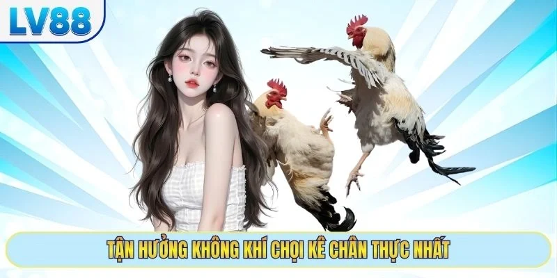 Đá gà trực tuyến tại lv88